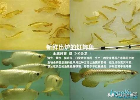 金龍魚|多圖詳解金龍魚底色分類和挑選，如何在商家那裡挑選。